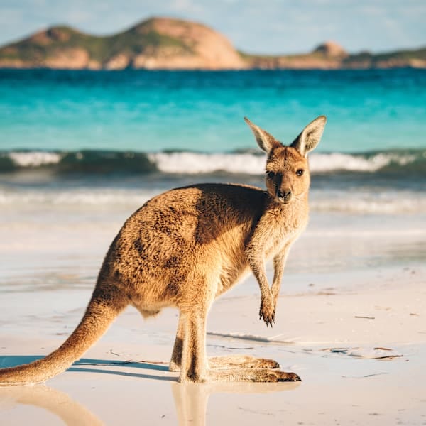 Around the world: Australia and South Africa!
